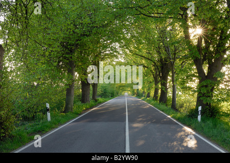 Tree-Lined Country Road, Ruegen, Mecklenburg-Vorpommern, Germany Stock Photo