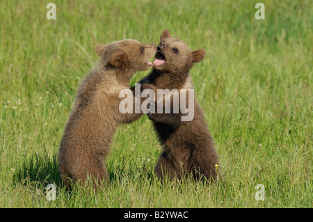 Two Brown Bear Cubs Playing in Meadow Stock Photo