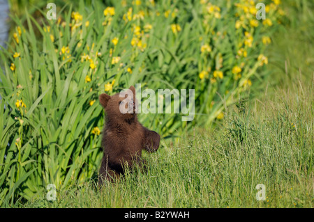 Brown Bear Cub Stock Photo