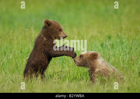 Brown bear growling standing up Alaska Stock Photo - Alamy
