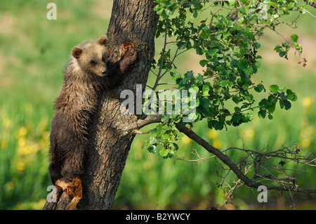 Young Brown Bear Climbing Tree Stock Photo