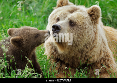 Female Brown Bear with Cub in Meadow