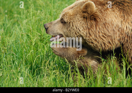 Female Brown Bear with Cub in Meadow Stock Photo