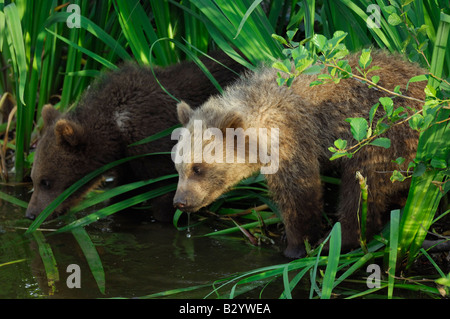 Young Brown Bears Drinking Water Stock Photo