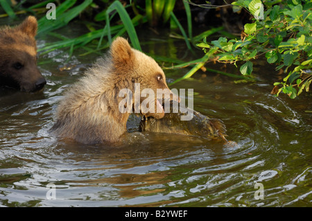 Young Brown Bear Catching Fish Stock Photo