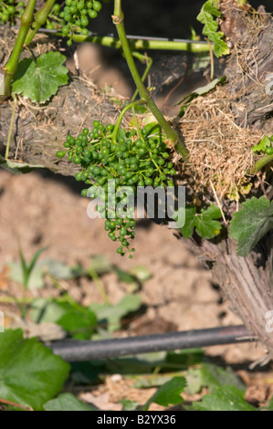 Irrigated vines. Unripe grapes. Domaine Gerovassiliou, Epanomi, Macedonia, Greece. Stock Photo