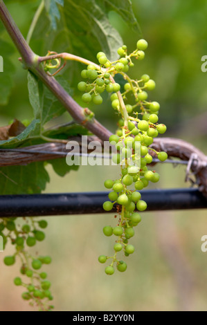 Irrigated vines. Unripe grapes. Merlot. Kir-Yianni Winery, Yianakohori, Naoussa, Macedonia, Greece Stock Photo