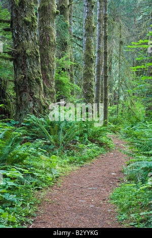 Path through Forest, Elk Falls Provincial Park, Vancouver Island, British Columbia, Canada Stock Photo