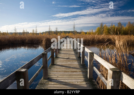 Boardwalk in Bog, Mer Bleue Conservation Area, Ottawa, Ontario, Canada Stock Photo