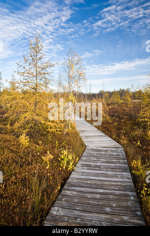 Boardwalk in Bog, Mer Bleue Conservation Area, Ottawa, Ontario, Canada Stock Photo