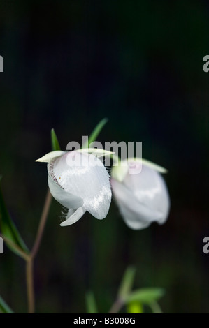 white globe lily Stock Photo