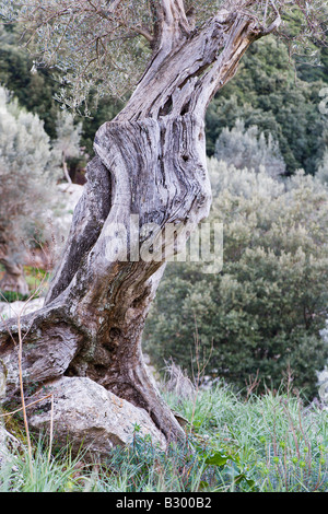 Olive Tree, Mallorca, Spain Stock Photo