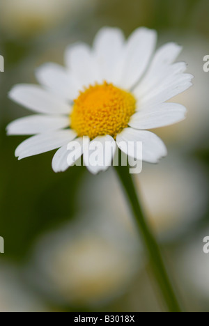 Close-up of Daisy Stock Photo