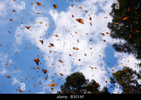 Monarch Butterflies, Sierra Chincua Butterfly Sanctuary, Angangueo, Michoacan, Mexico Stock Photo