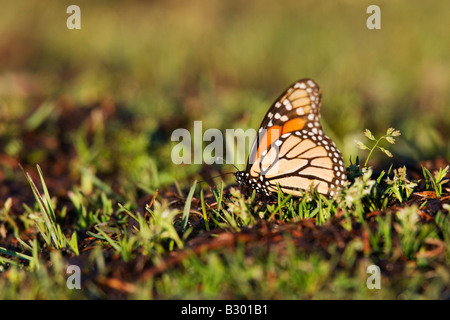 Monarch Butterfly in Grass, El Rosario Monarch Butterfly Reserve, Michoacan, Mexico Stock Photo