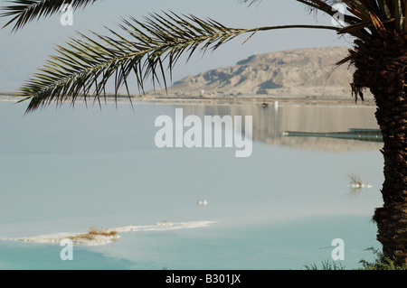 A palm tree frames the Dead Sea in Israel, the lowest point on earth, where a plant is living in the salty waters. Stock Photo