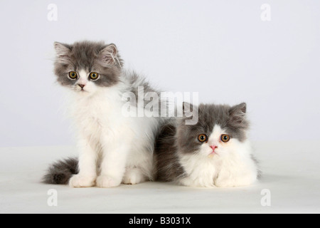 Persian Cat kittens Stock Photo