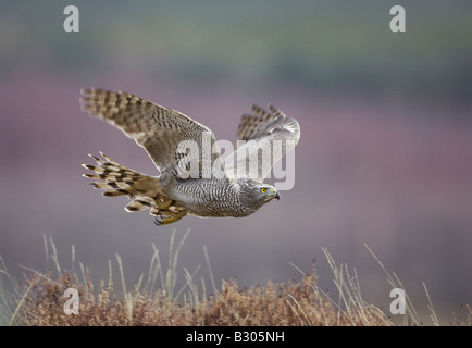 Goshawk (Accipiter gentilis), adult in flight Stock Photo