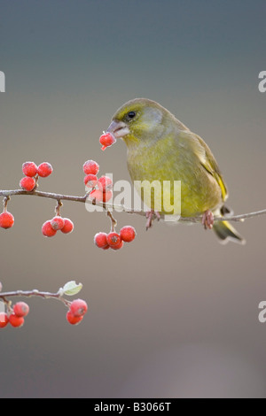 Greenfinch (Carduelis chloris), male feeding on cotoneaster berries Stock Photo