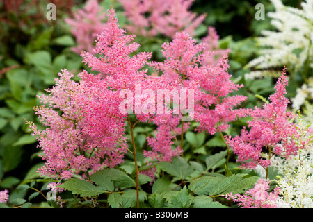 Astilbe simplicifolia 'Praecox' Stock Photo