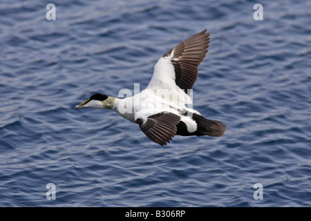 Male Common Eider Duck in flight Stock Photo