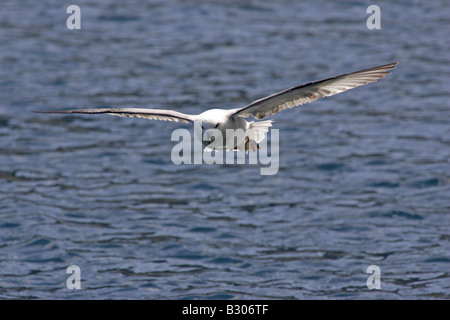 Northern Fulmar in flight Stock Photo