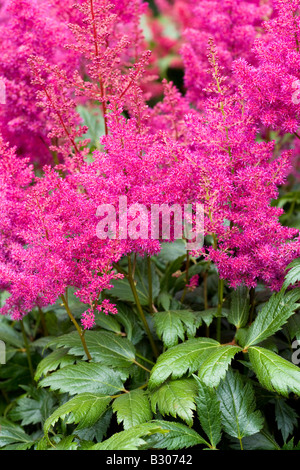 Astilbe japonica 'Elisabeth' Stock Photo