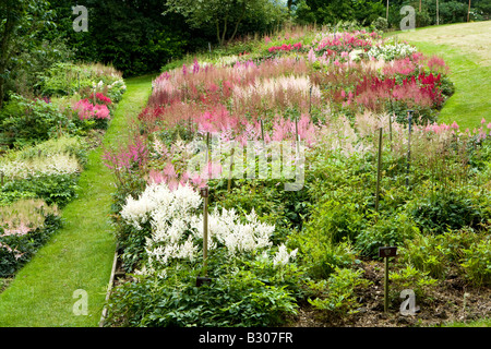 National Collection of Astilbes at Holehird garden, Windermere. Stock Photo