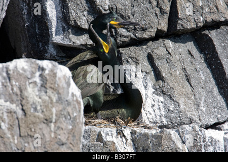 Breeding pair of Shag (Phalacrocorax aristotlis) display mating behaviour beside nest on rocks on Isle of May off the coast of F Stock Photo