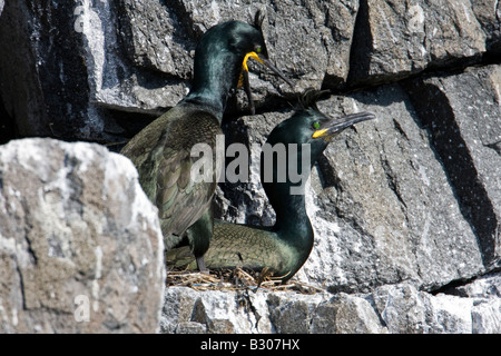 Breeding pair of Shag (Phalacrocorax aristotlis) display mating behaviour beside nest on rocks on Isle of May off the coast of F Stock Photo