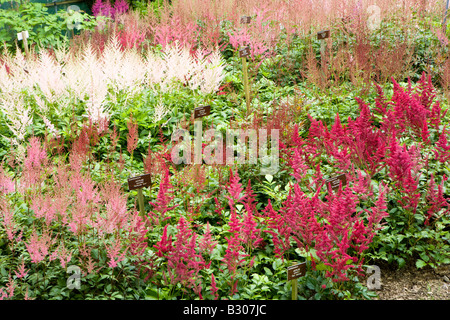 National Collection of Astilbes at Holehird garden, Windermere. Stock Photo