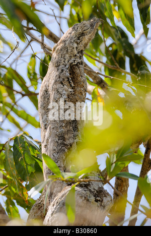 giant or great Potoo, Nyctibius grandis, sitting in a tree, LLANOS, Venezuela, South America Stock Photo
