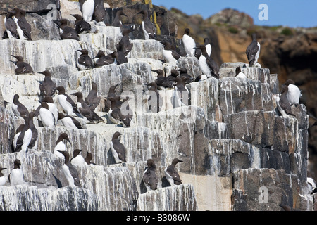 Cliffside Guillemot (Uria aalge) colony on Isle of May off the coast of Fife Scotland Stock Photo