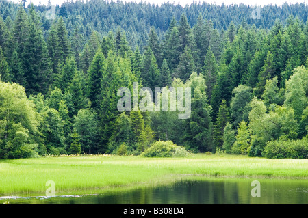 Lake Windgfällweiher in the black forest low-mountain range Stock Photo