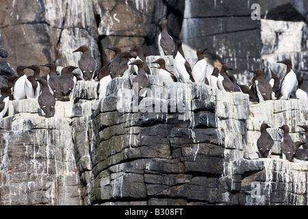 Cliffside Guillemot (Uria aalge) colony on Isle of May off the coast of Fife Scotland Stock Photo