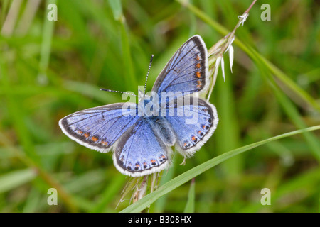 Common Blue Butterfly Stock Photo