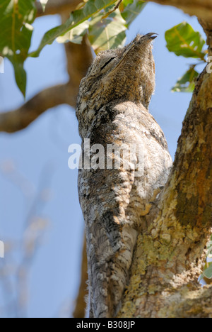 giant or great Potoo ,Nyctibius grandis, sitting in a tree, LLANOS, Venezuela, South America Stock Photo