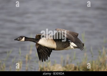 Canada Goose in flight at Minsmere Stock Photo