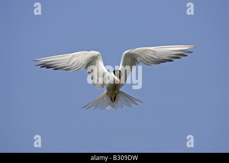 Common Tern in flight Stock Photo