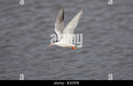 Common Tern in flight Stock Photo