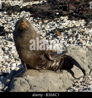 Fur seal resting, scratching and watchful (image 2 of 3), Kaikoura, New Zealand Stock Photo