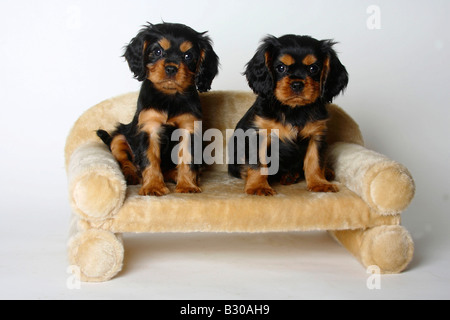 Cavalier King Charles Spaniel puppies black and tan 8 weeks sofa couch Stock Photo