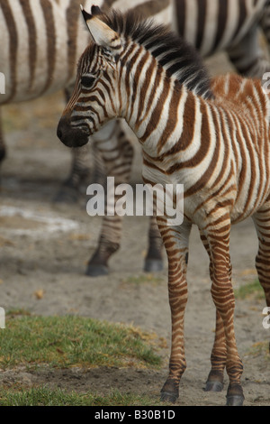 zebra calf Stock Photo
