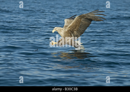 White tailed Sea Eagle (Haliaetus albicilla), adult, approaching catch point Stock Photo