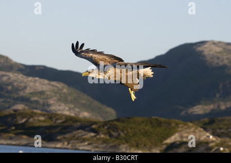 White tailed Eagle (Haliaetus albicilla), adult in flight Stock Photo