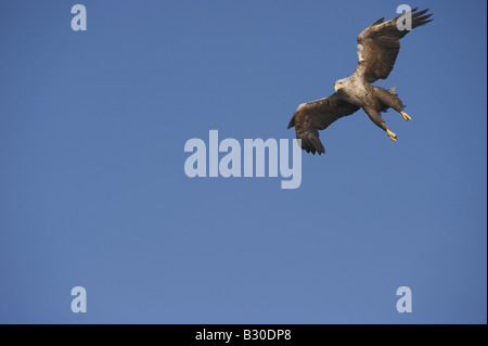 White tailed Eagle (Haliaetus albicilla), adult in flight Stock Photo