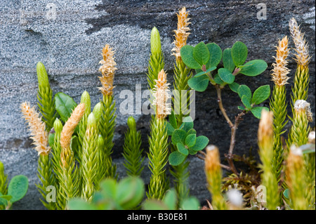 Club Moss (Lycopodium annotinum) & Net-leaved Willow Stock Photo