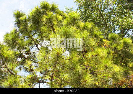 Pine Stock Photo