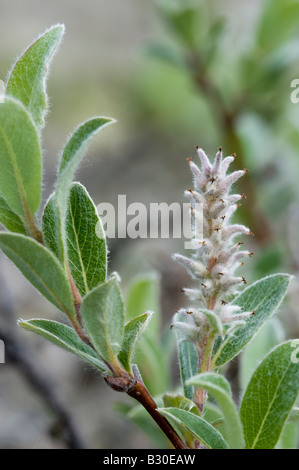 Lapland (Downy) Willow (Salix lapponum), with catkin Stock Photo