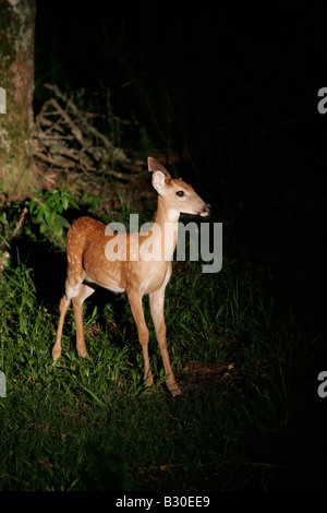 Deer in headlights Stock Photo
